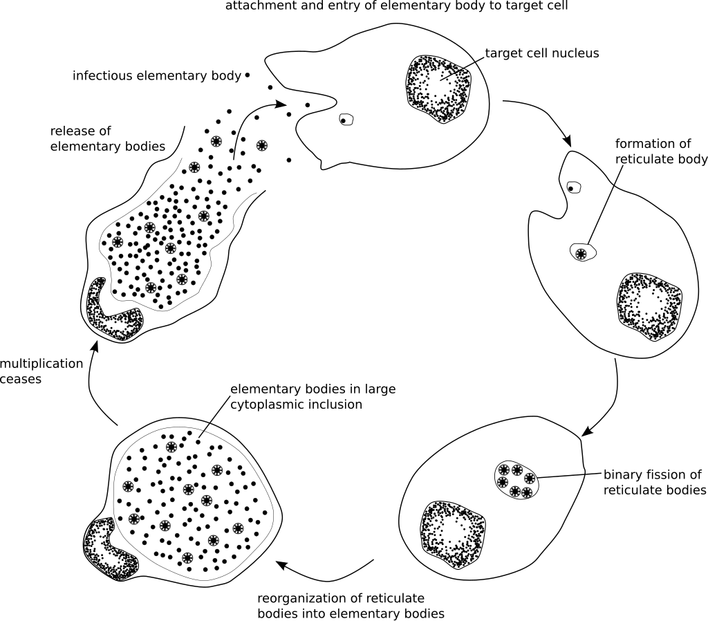 https://en.wikipedia.org/wiki/Chlamydia_trachomatis