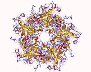 ΙΟΣ ΑΝΘΡΩΠΙΝΩΝ ΚΟΝΔΥΛΩΜΑΤΩΝ – HPV (HUMAN PAPILLOMA VIRUS)