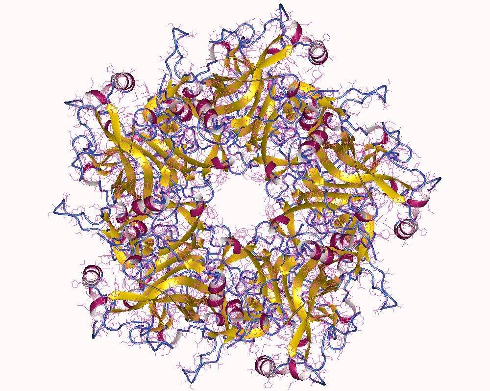 ΙΟΣ ΑΝΘΡΩΠΙΝΩΝ ΚΟΝΔΥΛΩΜΑΤΩΝ – HPV (HUMAN PAPILLOMA VIRUS)